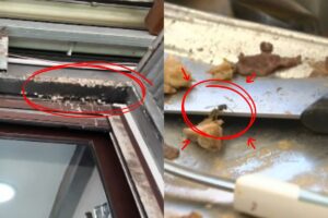 screen report mi manda rai tre