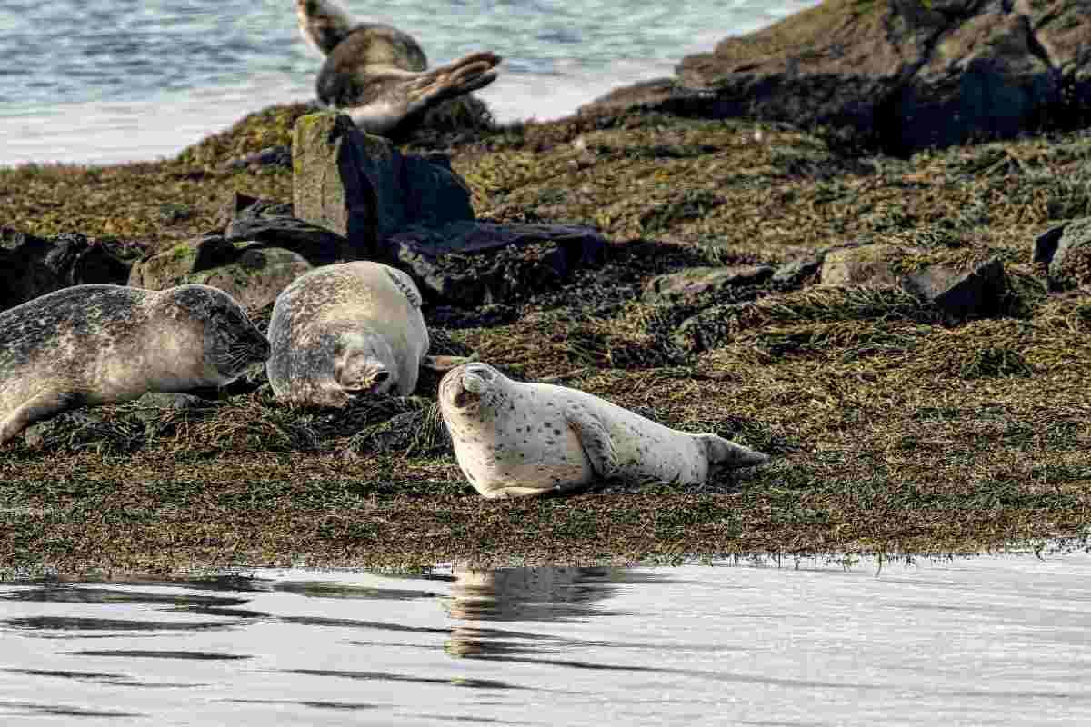 foche sugli scogli